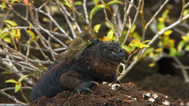 Symbiotic Relationship Between Iguanas and Birds