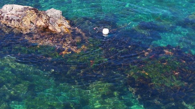 Diver exploring the clear ocean waters