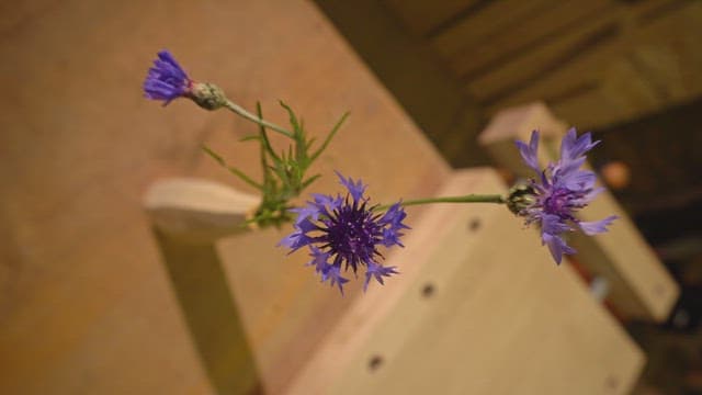 Purple flowers on a wooden table