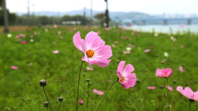 Pink Flowers in Field