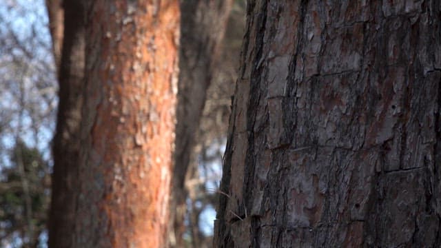 Close-up view of tree bark and pine branches in a dense forest