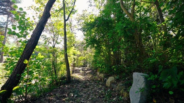 Sunlit forest path with surrounding greenery