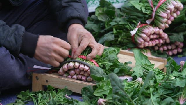 Person preparing bundles of fresh spinach at the market