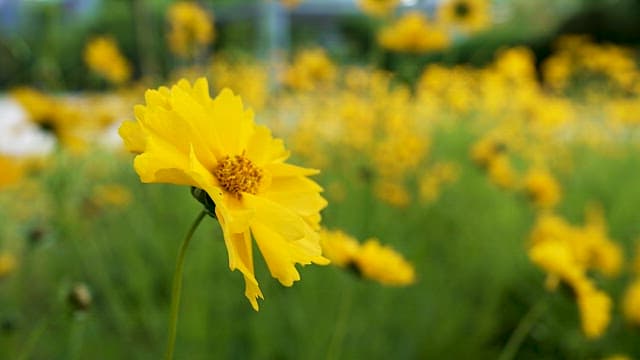 Yellow Flowers in a Vibrant Garden