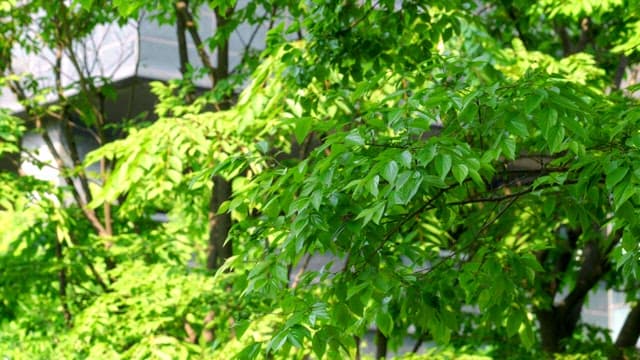 Lush green leaves on a sunny day