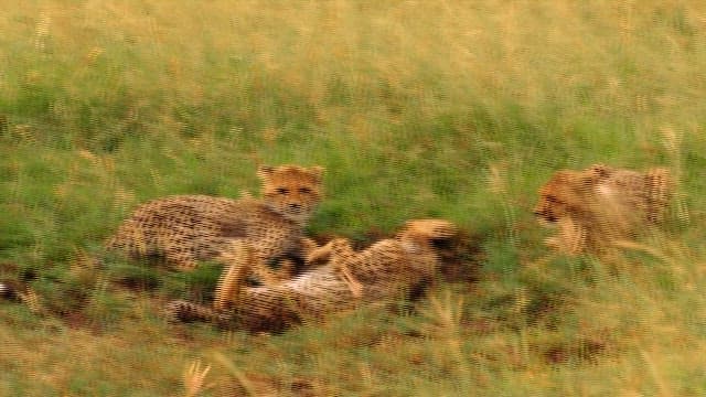 Cheetahs Resting and Playing in the Grass