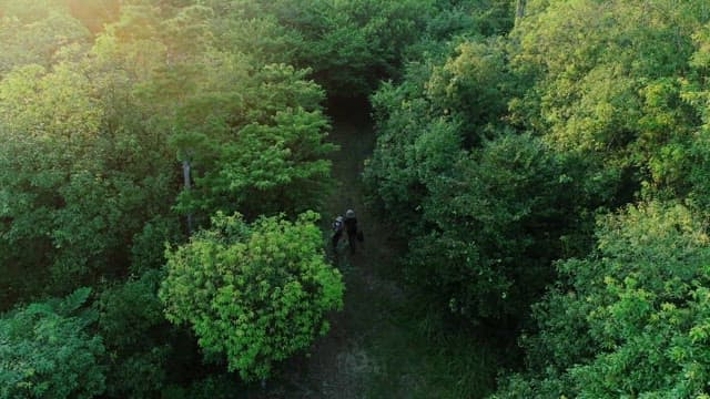 Sunlight pouring down on a dense forest with travelers