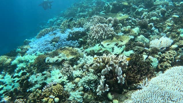 Diverse coral reef with swimming fish