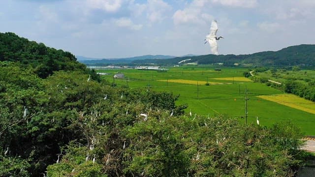 Countryside landscape with white birds flying over green fields and forests