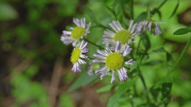 Wildflowers blooming in a green forest