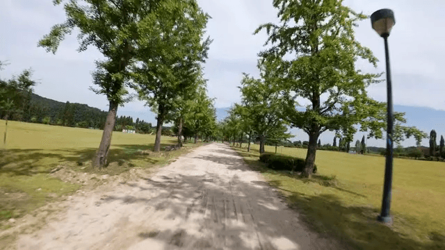Serene park with trees and a path