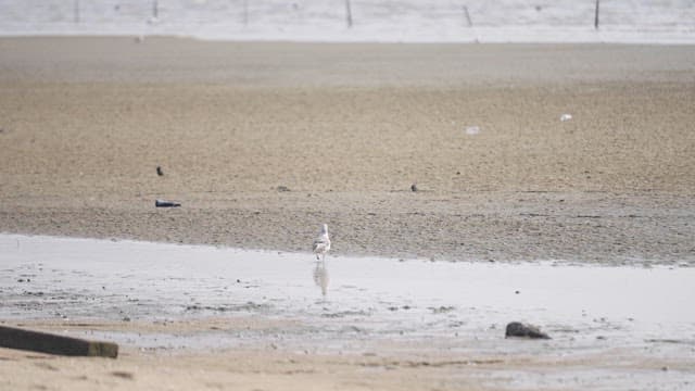 Seagull Standing on a Wet Sandy Beach