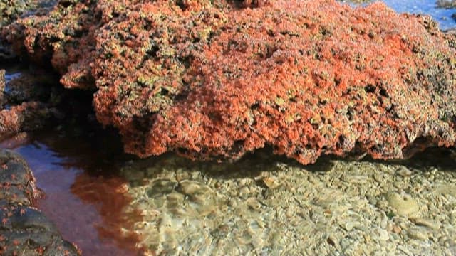 Small red crabs moving on the rock surface