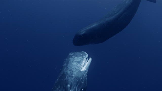 Two sperm whales kissing and communicating in the deep blue sea
