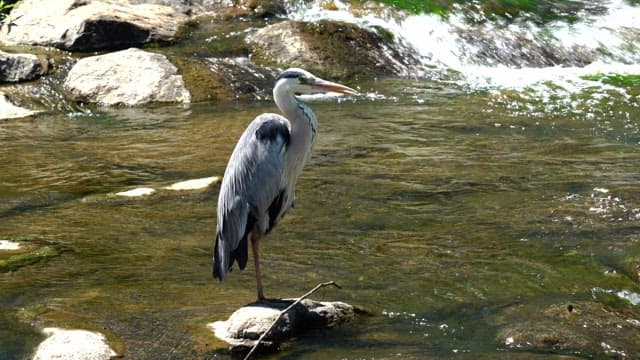 Heron stands on a rock in a flowing river.
