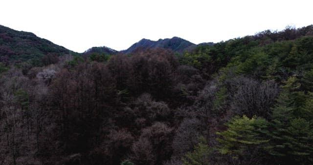 Tranquil mountain range with dense forest with trees coverage