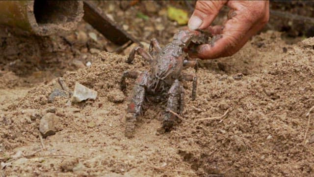 Holding a muddy crayfish outdoors