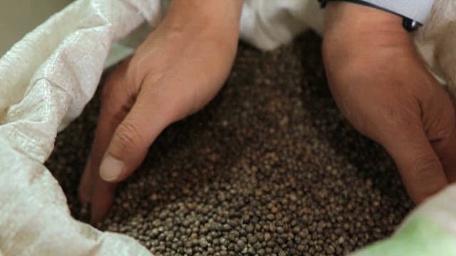 Hands Sorting Hemp Seeds Close-up