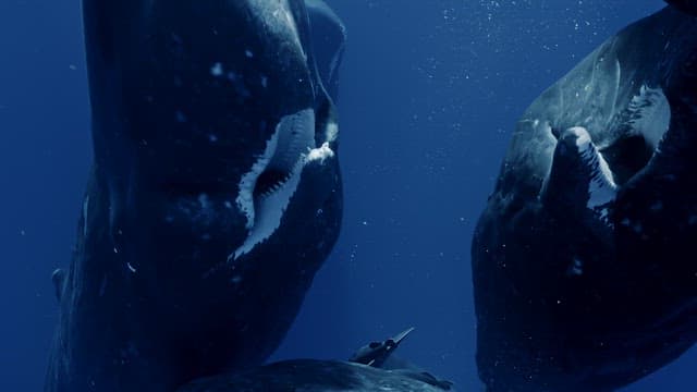 Sperm whales interacting underwater