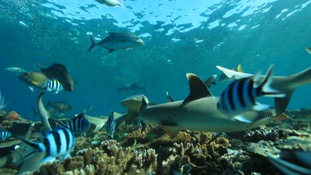 Underwater View of Coral Reef and Marine Life