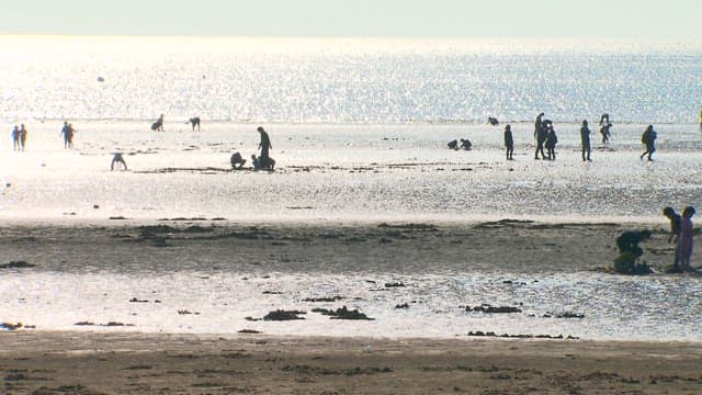 People Gathering Seashells on a Sunny Beach