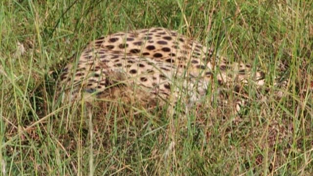 Cheetah camouflage in the savanna grass