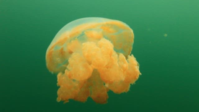 Jellyfish swimming through the green lake