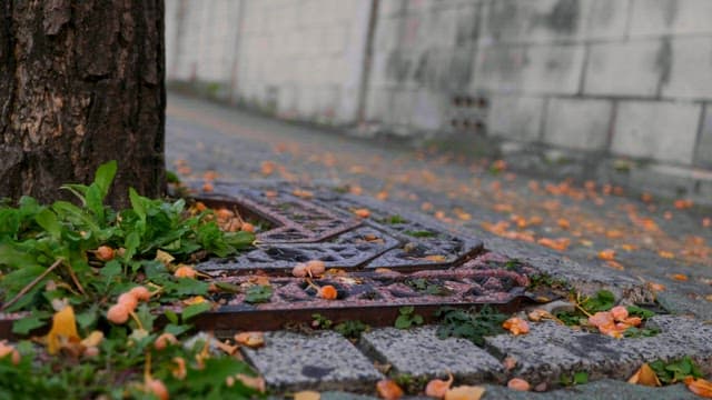 Tree trunk and fallen ginkgo nuts on a sidewalk