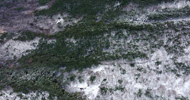Snow-covered forest with bare trees and greens