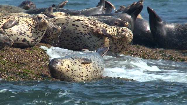 Seals basking on a rocky shore in the sunlight