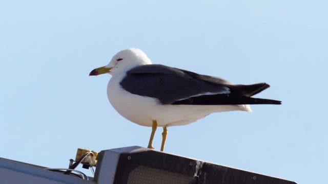 Seagull perched on a streetlamp on a sunny day