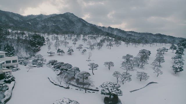 Snow-Covered Pine Trees and Mountains