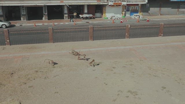 Group of monkeys playing on a sandy ground near a roadside.