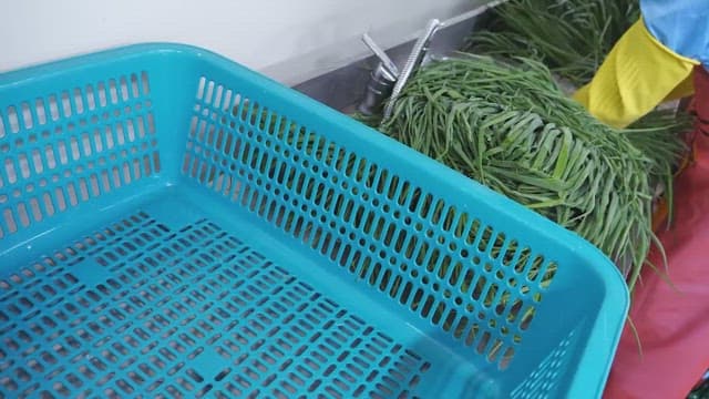 Gloved person washing and sorting green onions in a basket