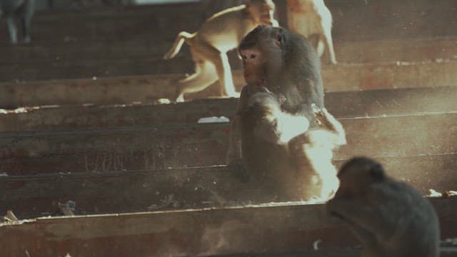 Monkeys Fighting Violently on Sunlit Stone Steps