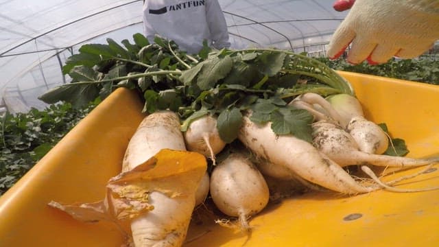 Freshly harvested radishes in an yellow cart
