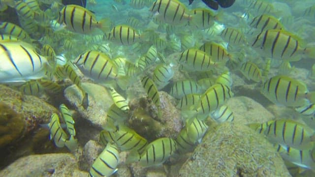 Underwater Scene with Tropical Fish and Coral