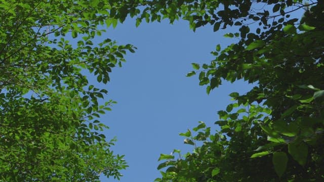 Green leaves framing a clear blue sky