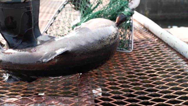 Sturgeon Caught in a Net from a Fish Farm