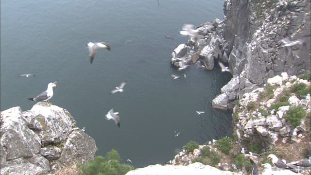 Seagulls soaring around a rocky cliffside