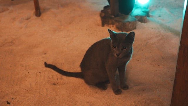 Gray cat sitting on sandy ground indoors