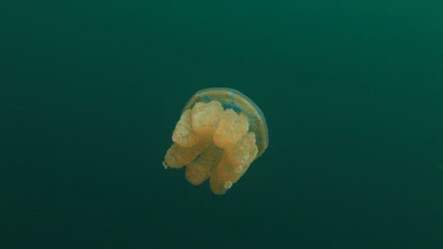 Jellyfish drifting serenely in the lake
