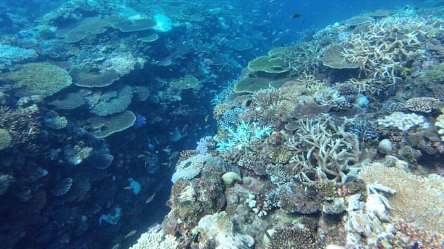 Vibrant coral reef teeming with marine life