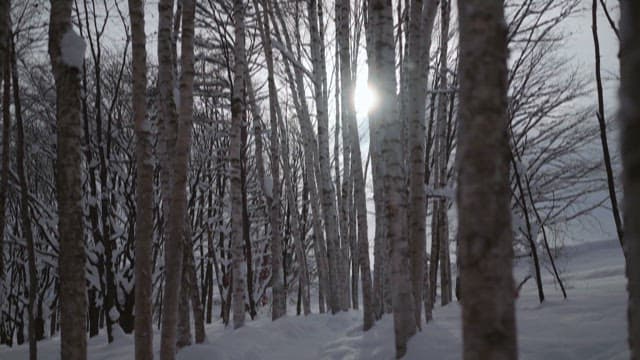 Sunlight Peeking Through Snowy Birch Trees