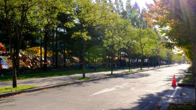 Tree-lined street with sunlight in the morning