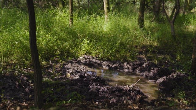 Serene Woodland Mud Puddle