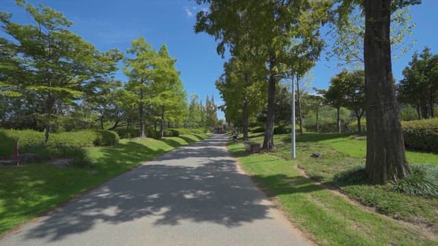Serene Pathway through a Lush Park