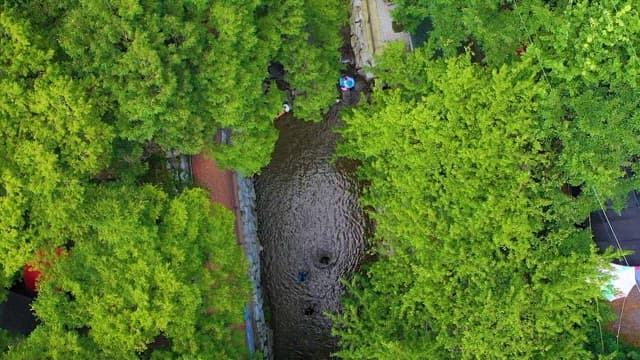 Small stream surrounded by lush green trees