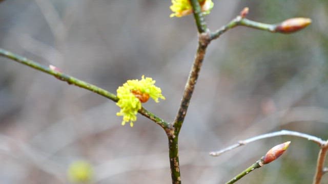 Starting to Flowering Twig in Spring