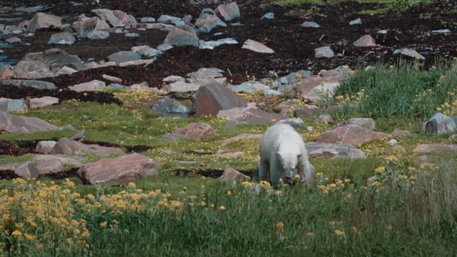 Polar bear roaming in a rocky meadow
